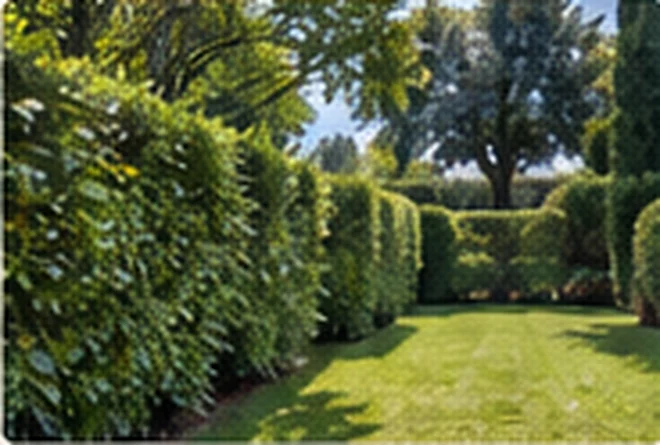 Giardino ordinato con prato e siepi, immagine illustrativa